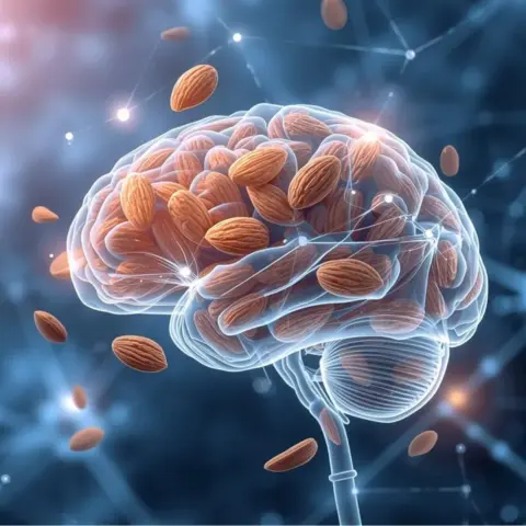 Almonds and Brain Function