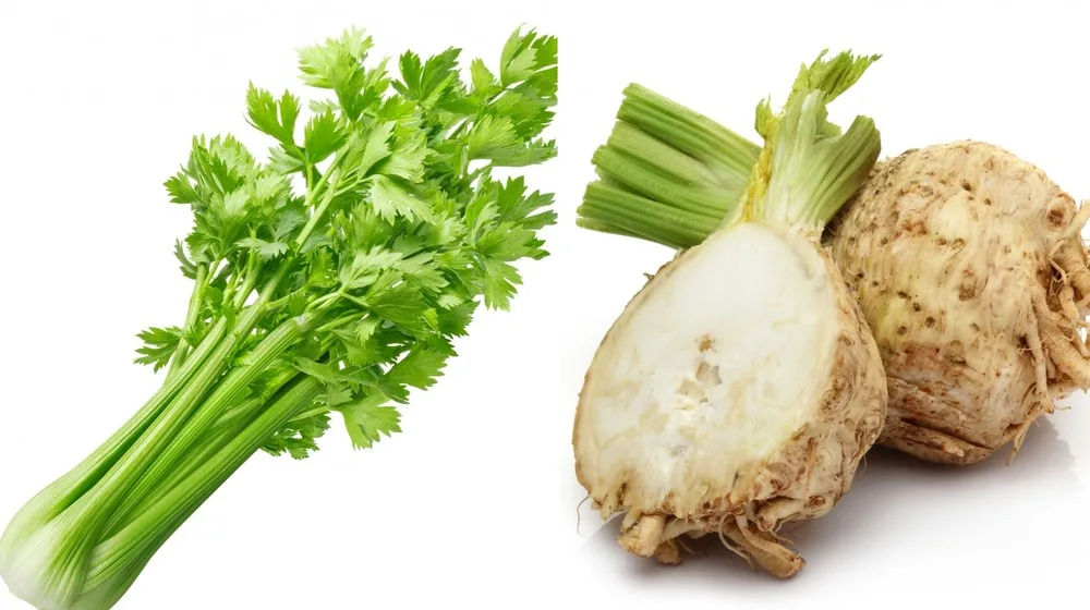 Difference Between Celery and Celeriac